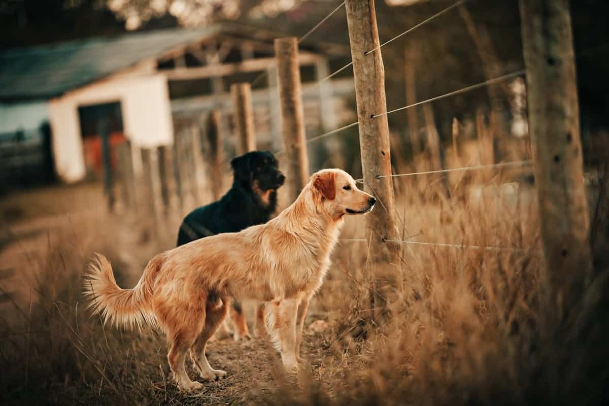 Aforismi sui Cani Che Ti Faranno Ridere, Riflettere e Commuovere