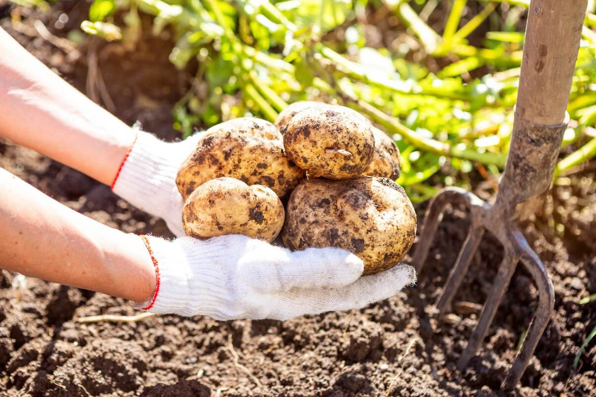 Quando piantare le patate: il momento esatto che cambia tutto
